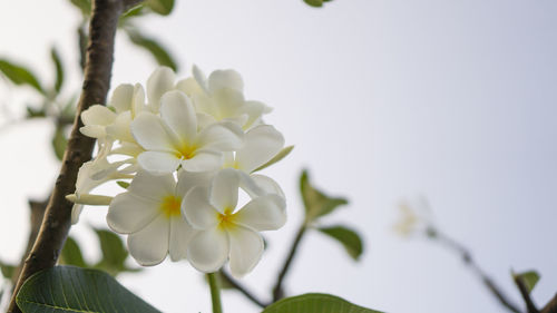 Close-up of white cherry blossom against sky