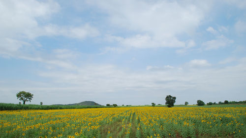 Scenic view of sunflower field against blue sky