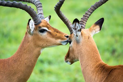 Close-up of deer