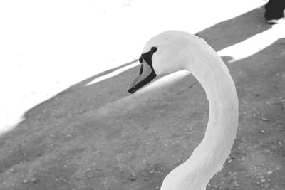 Close-up of white swan in lake