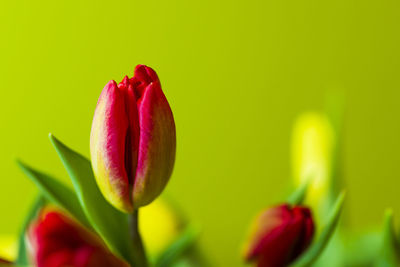Close-up of pink tulip flower