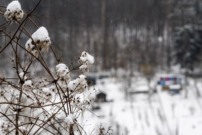 Close-up of snow covered plants against trees during winter