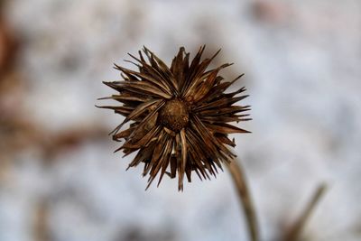 Close-up of dried plant