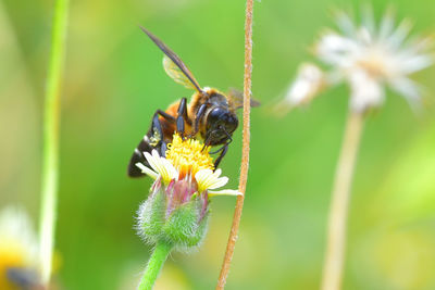 Close-up of bee pollinating on flower