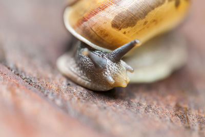 Close-up of snail on leaf