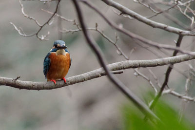 Kingfisher, a blue bird, perches on a tree branch