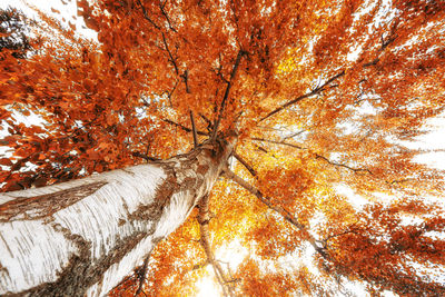 Low angle view of tree during autumn