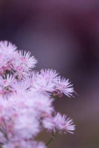 Close-up of purple flowers