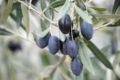 Close-up of berries growing on plant