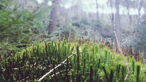 Plants growing on field