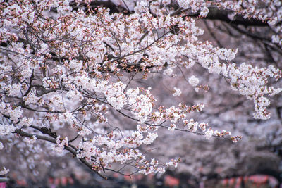 Close-up of cherry blossom tree