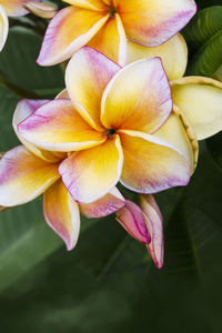 Close-up of purple flower