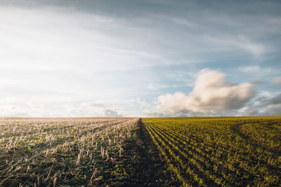 Scenic view of agricultural field against sky