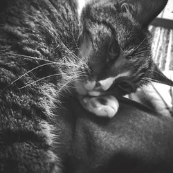 Close-up of cat