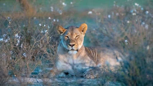Portrait of lion resting at field