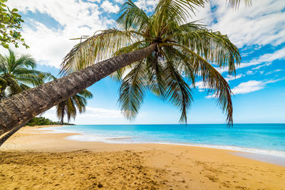 Palm trees on beach against sky