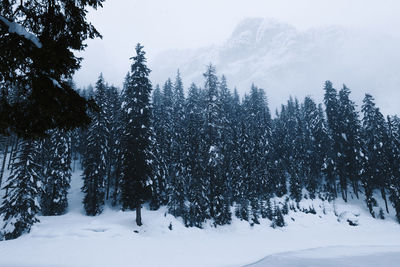 Trees on snow covered field during winter