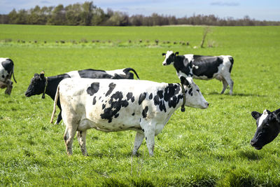 Cows on field