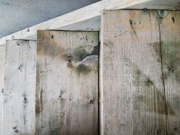 Close-up of lizard on wood