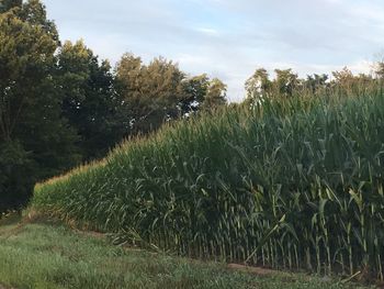 Crops growing on field against sky