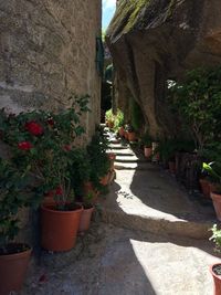 Potted plants on footpath against building