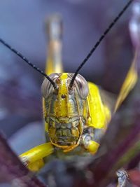 Close-up of insect on flower