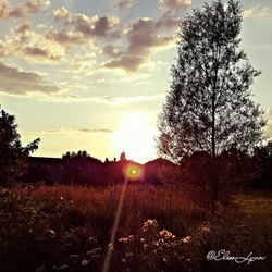 Trees on field against sky at sunset