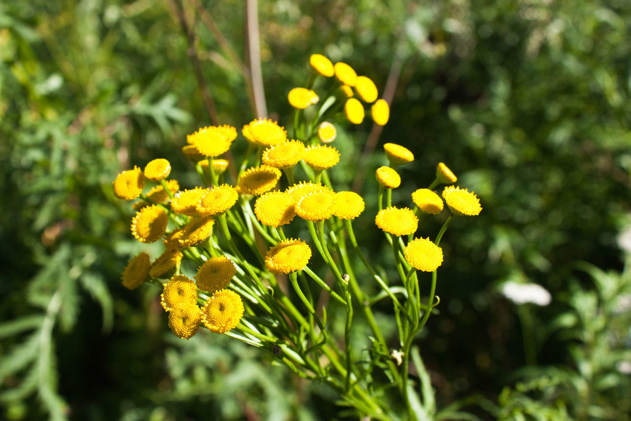 CLOSE-UP OF YELLOW FLOWERING PLANTS OUTDOORS