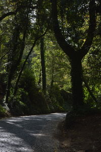 Road amidst trees in forest