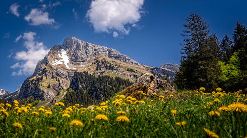 Yellow flowers on field against sky