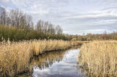 Canal lined with reeds under a cloudy sky