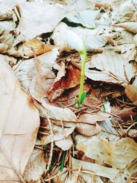 High angle view of dried leaves on field
