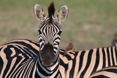 Zebra on alert