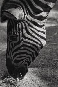 Close-up of a zebra on field