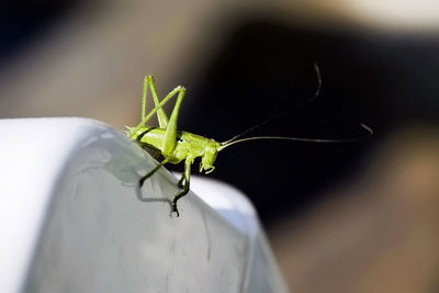 Close-up of grasshopper on leaf