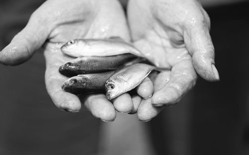 Cropped wet hands showing dead fish