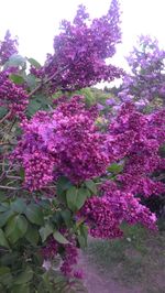 Pink flowers blooming on tree