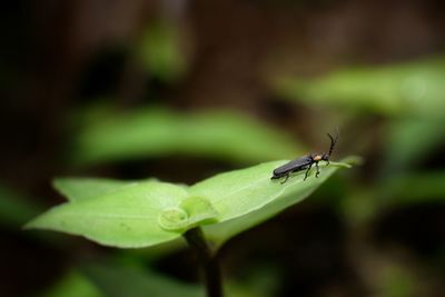 Close-up of insect on leaf