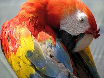 Close-up of macaw