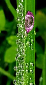 Close-up of water drops on purple flower