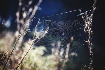 Close-up of spider web on plant