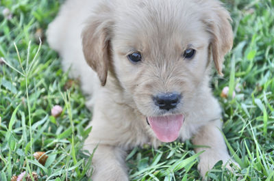 Close-up portrait of a dog