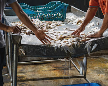 Workers sorting out the fish catch into the containers.