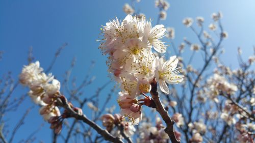 Low angle view of apple blossoms in spring