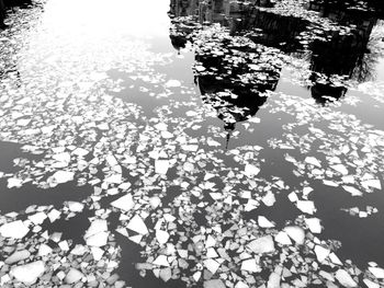 Reflection of trees in water