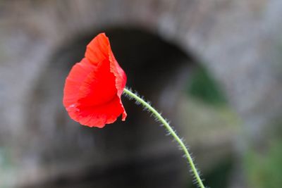 Close-up of red rose