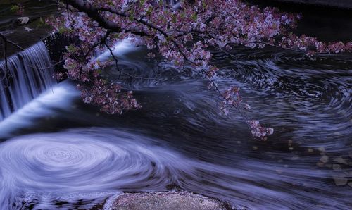 View of flowering plants by water