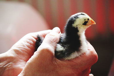 Close-up of a hand holding a bird