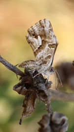 macro photography