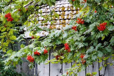 Red flowers growing on tree